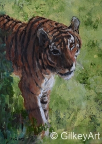 1_ws25-Stalking-Tiger