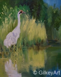 Whooping-Crane-Critically-Endangered